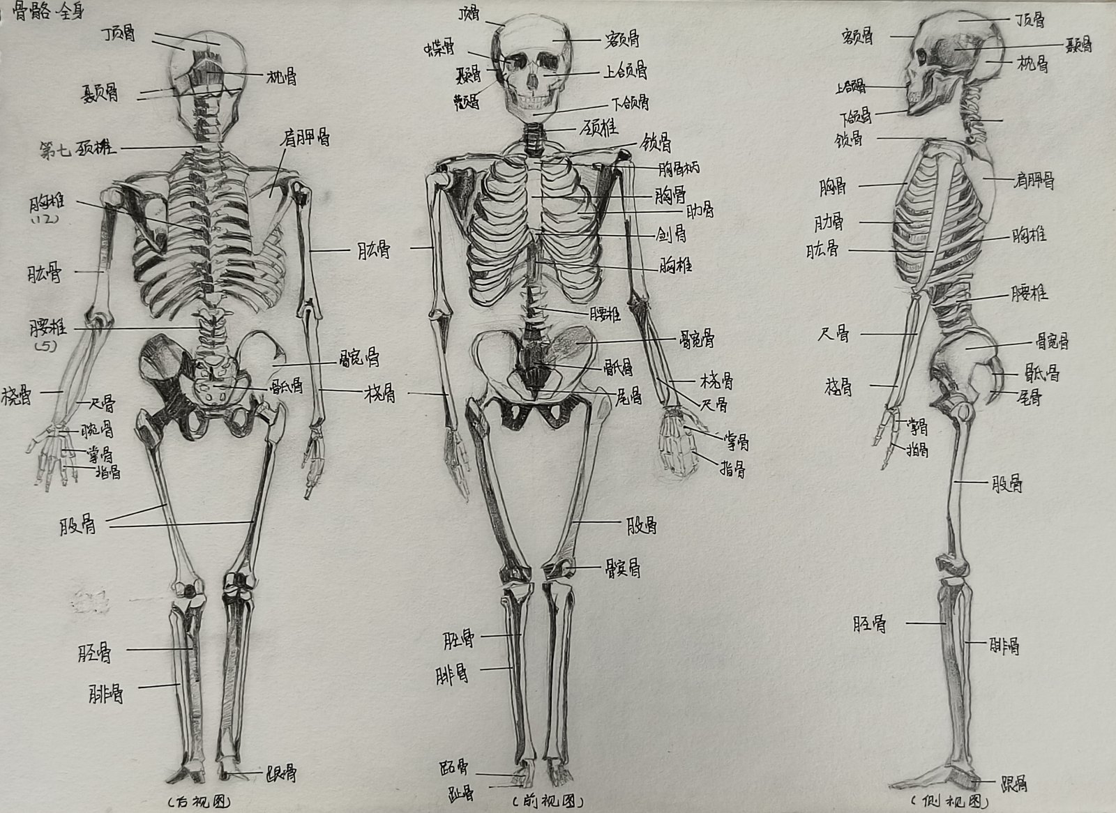 人体骨骼图